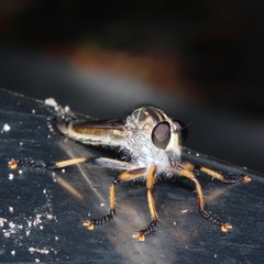 Dolopus simulans