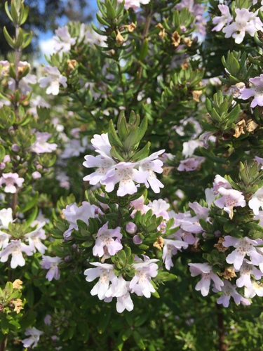 Westringia acifolia