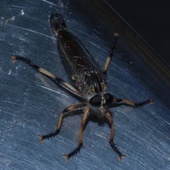 Dolopus simulans