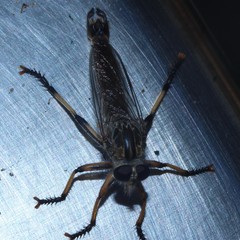 Dolopus simulans
