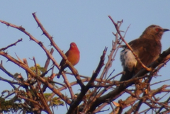 Lagonosticta senegala