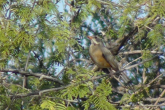Turdus libonyana