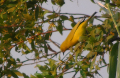 Zosterops anderssoni