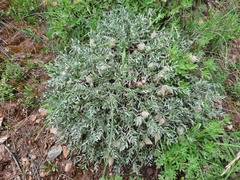 Oxytropis tragacanthoides