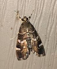 Hymenia perspectalis