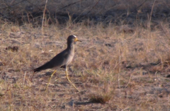 Vanellus senegallus lateralis