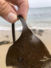 Laminaria setchellii