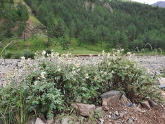 Farinopsis salesoviana