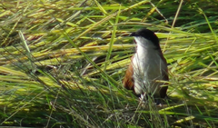 Centropus senegalensis