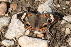 Junonia coenia