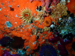 Pseudactinia flagellifera