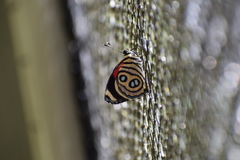 Catagramma hystaspes