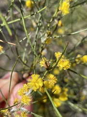 Acacia calamifolia