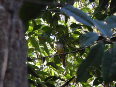 Tricholestes criniger