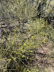 Acacia calamifolia