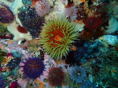 Pseudactinia flagellifera