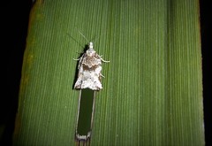 Harmologa amplexana