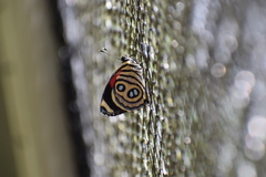 Catagramma hystaspes