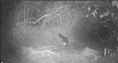 Paradoxurus hermaphroditus