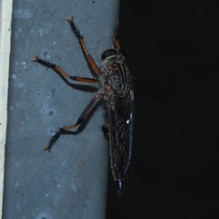 Dolopus simulans
