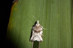 Harmologa amplexana
