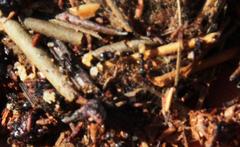 Crematogaster transvaalensis