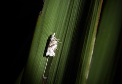 Harmologa amplexana