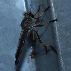 Dolopus simulans