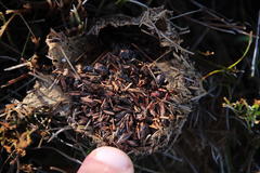 Crematogaster transvaalensis