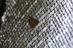 Catagramma hystaspes