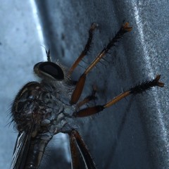 Dolopus simulans