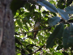 Tricholestes criniger
