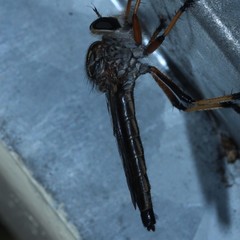 Dolopus simulans