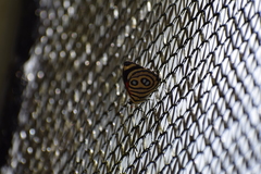 Catagramma hystaspes