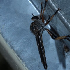 Dolopus simulans