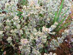 Troglophyton parvulum