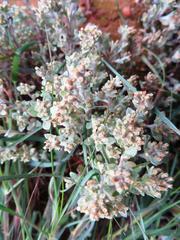 Troglophyton parvulum