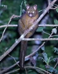 Trichosurus johnstonii