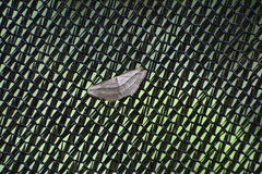 Arcobara tergeminaria