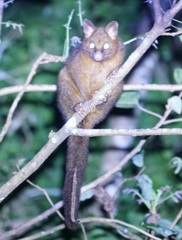 Trichosurus johnstonii