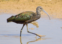 White-Faced Ibis photo 6