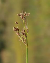 Schoenoplectus triqueter