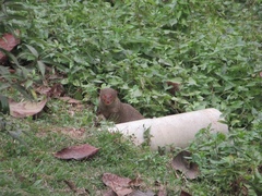 Urva auropunctata
