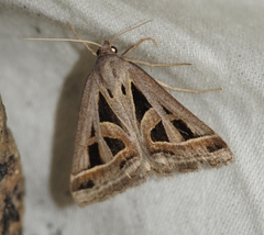 Callistege intercalaris