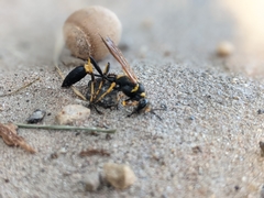 Sceliphron caementarium