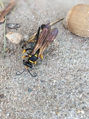 Sceliphron caementarium