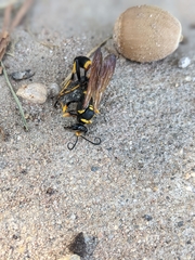 Sceliphron caementarium