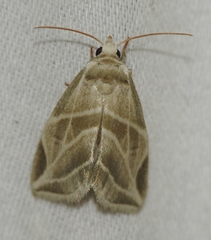 Plagiomimicus tepperi