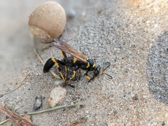 Sceliphron caementarium