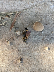 Sceliphron caementarium